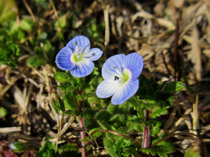 オオイヌノフグリ