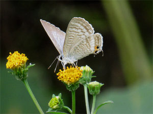 ウラナミシジミ
