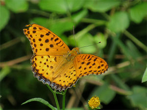 ツマグロヒョウモン雄