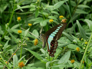 アオスジアゲハ