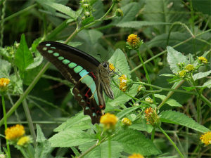アオスジアゲハ
