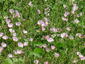 ヒルザキツキミソウ