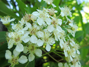 トキワサンザシ