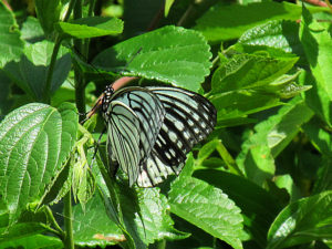 アカボシゴマダラ春型
