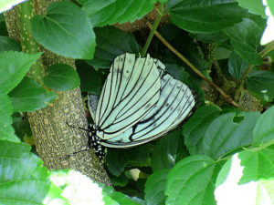 アカボシゴマダラ春型