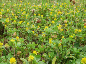 クスダマツメクサ