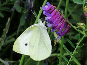 モンシロチョウ　