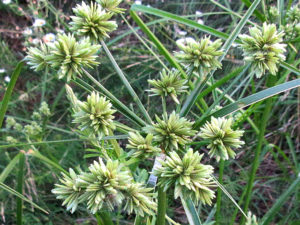 メリケンガヤツリ