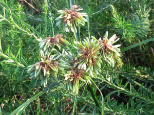 メリケンガヤツリ