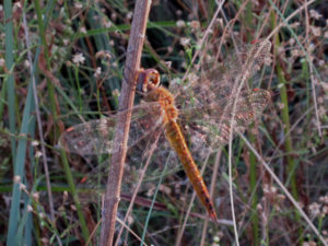 ウスバキトンボ