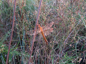 ウスバキトンボ