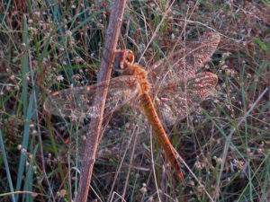 ウスバキトンボ