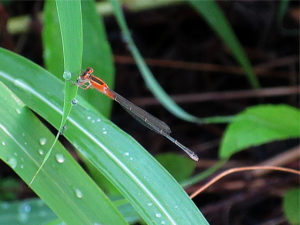 アオモンイトトンボ ♀