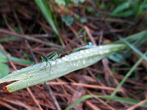 アオモンイトトンボ♂
