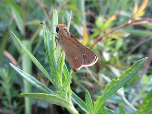 チャバネセセリ