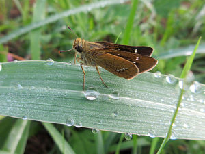 イチモンジセセリ