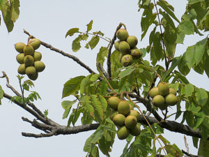 オニグルミの実