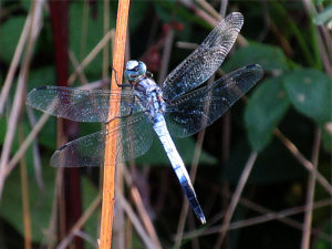 シオカラトンボ