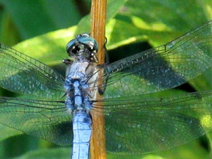 シオカラトンボ