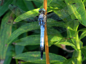 シオカラトンボ