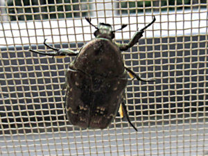 シロテンハナムグリ