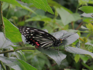 アカボシゴマダラ