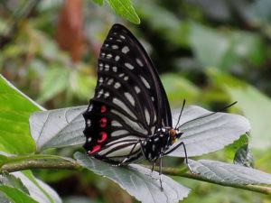 アカボシゴマダラ