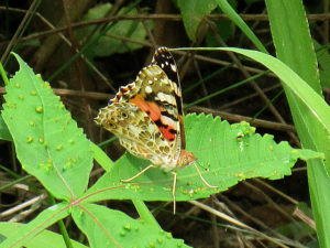 ヒメアカタテハ