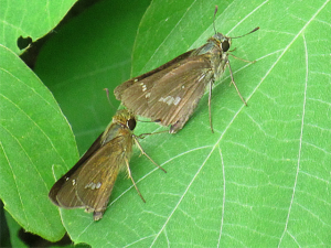 イチモンジセセリ