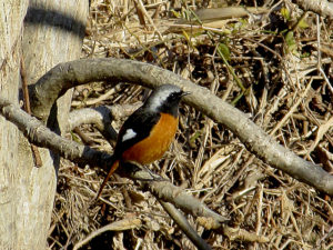 ジョウビタキ　オス