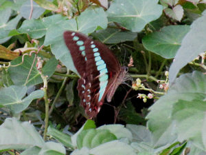 アオスジアゲハ