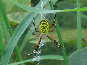 ナガコガネグモ