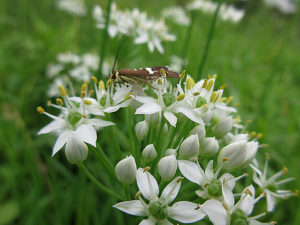 シロオビノメイガ