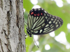 アカボシゴマダラ