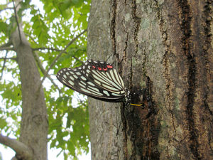 アカボシゴマダラ