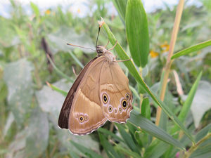 ヒカゲチョウ／ナミヒカゲ