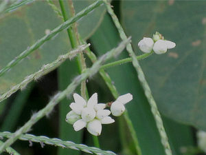 ママコノシリヌグイ