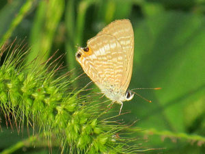 ウラナミシジミ