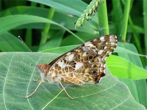 ヒメアカタテハ