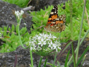 ヒメアカタテハ