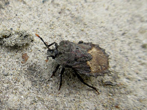 ノコギリカメムシ