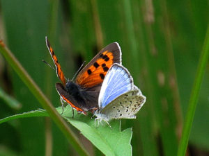 ベニシジミとヤマトシジミ