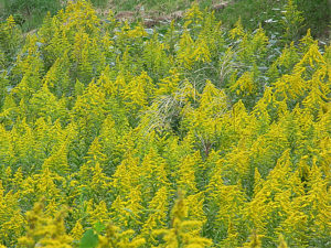 セイタカアワダチソウ