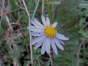 カントウヨメナ