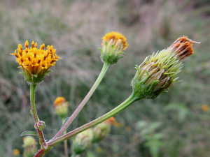 コセンダングサ