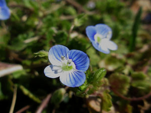 オオイヌノフグリ