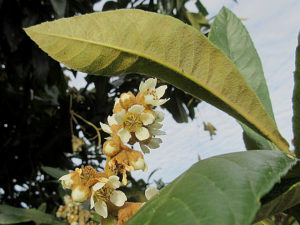 ビワの花