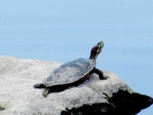 ミシシッピアカミミガメ