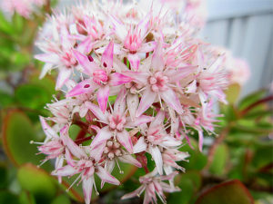 カネノナルキの花