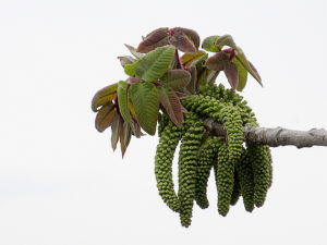 オニグルミの花